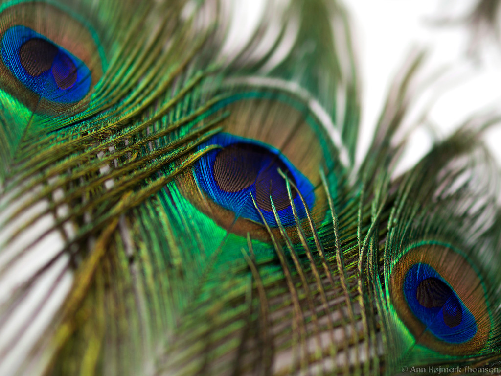 Peacocks feathers - again :-) by atchoo