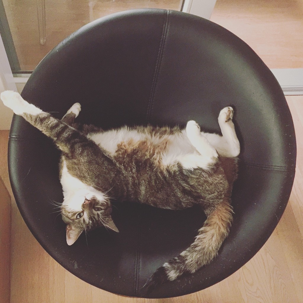 Hyper relaxed cat ! by cocobella
