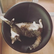 24th Mar 2017 - Hyper relaxed cat !