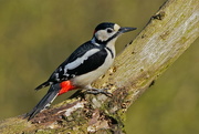 24th Mar 2017 - MALE GREAT SPOTTED WOODPECKER