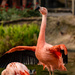 Flamingo Friday - 030 by stray_shooter