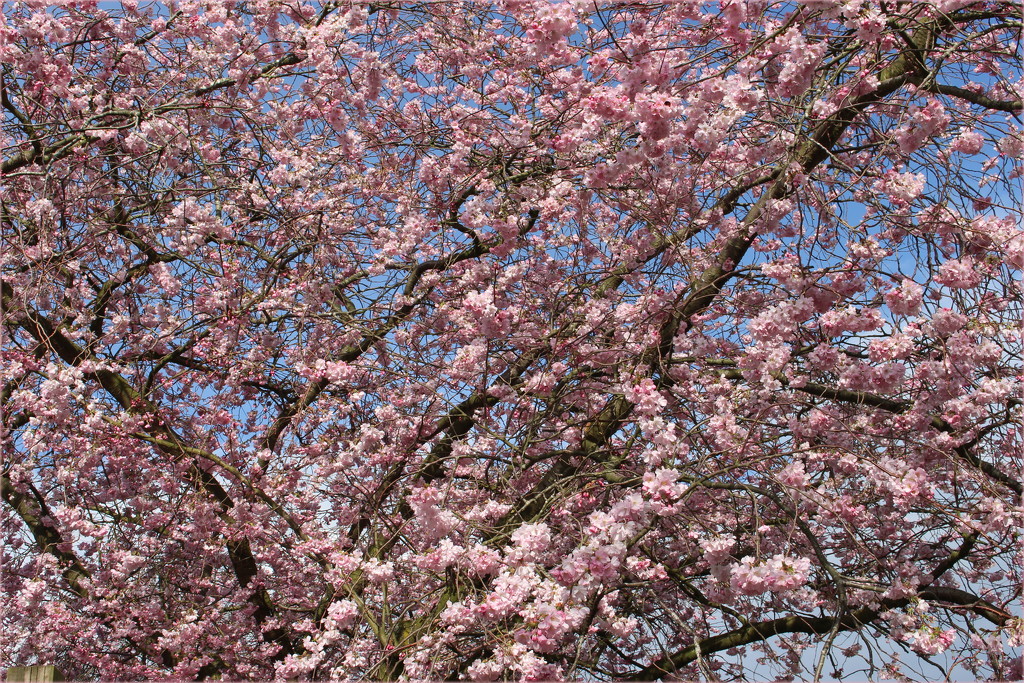 Spring Cherry blossoms by pyrrhula