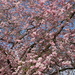 Spring Cherry blossoms by pyrrhula