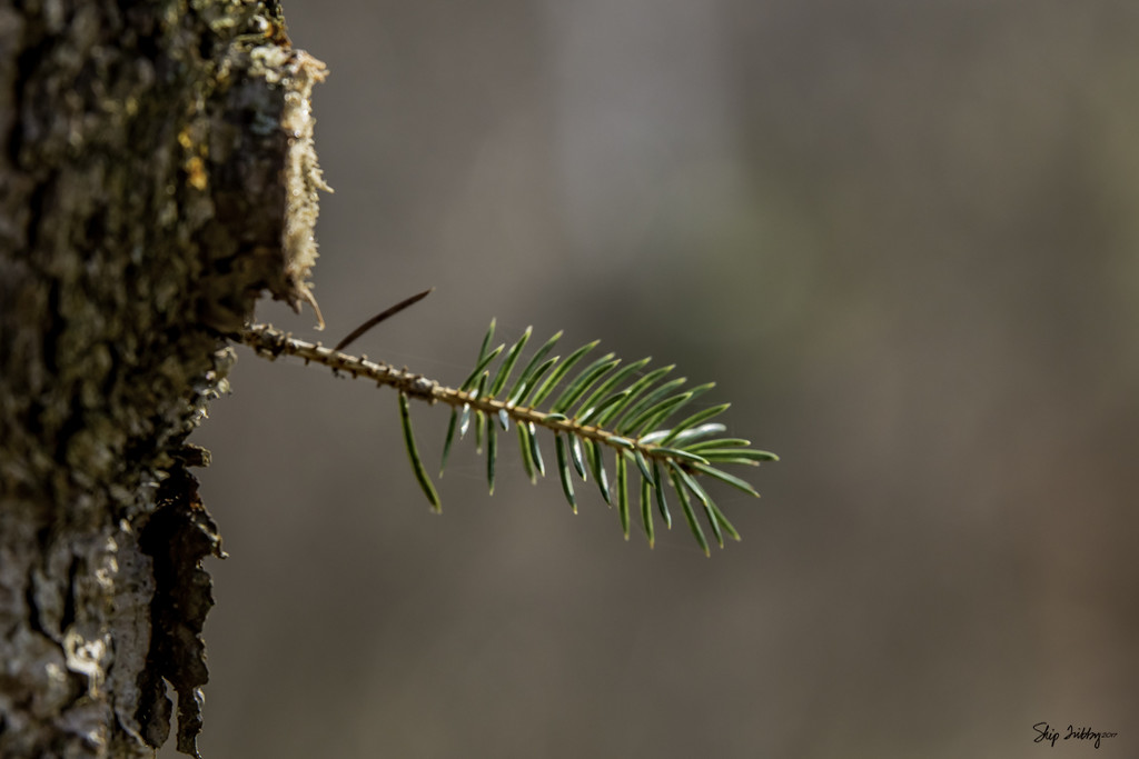 Pine Tree Shot #24 - Whoa, That Was Close by skipt07
