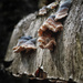 PLAY March - Fuji 60mm f/2.4: In the Woodshed 3 by vignouse