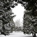 Entrance to a winter wonderland! by radiogirl