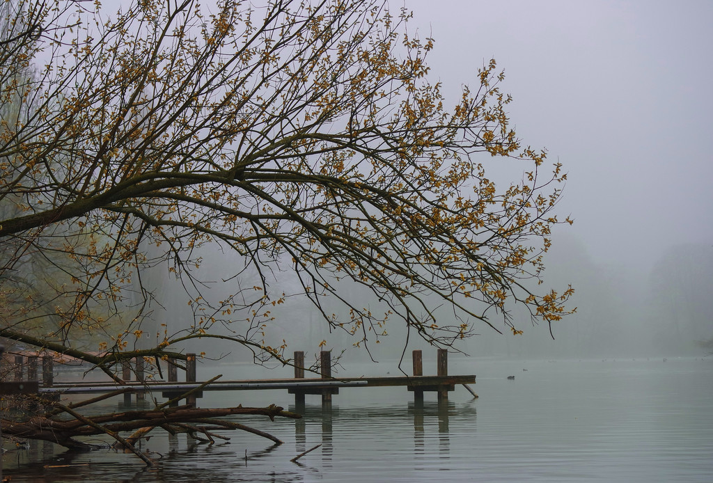 Foggy morning by toinette