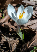 24th Mar 2017 - Crosus White Portrait