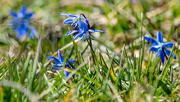 24th Mar 2017 - Siberian Squill in the grass