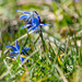 Siberian Squill in the grass by rminer