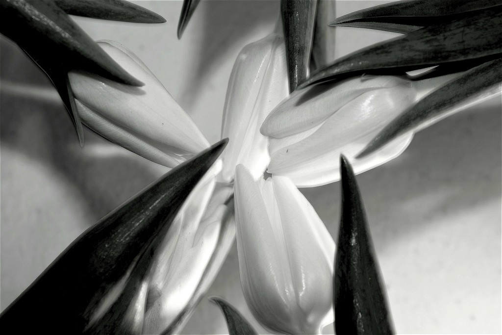 Tulip - Pinwheel b&w by granagringa