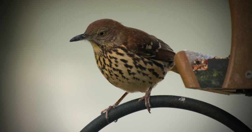 Brown Thrasher Waiting on the Suet! by rickster549