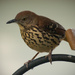 Brown Thrasher Waiting on the Suet! by rickster549