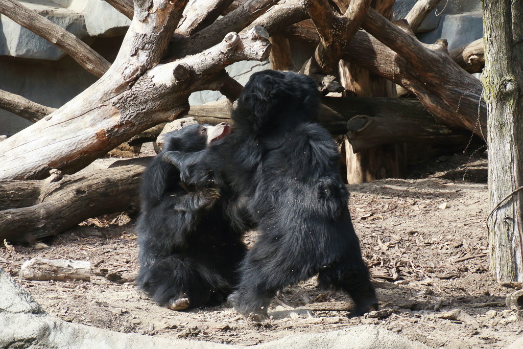 Sloth Bears 10 rRound Bout by randy23