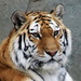 Tiger Close Up by randy23