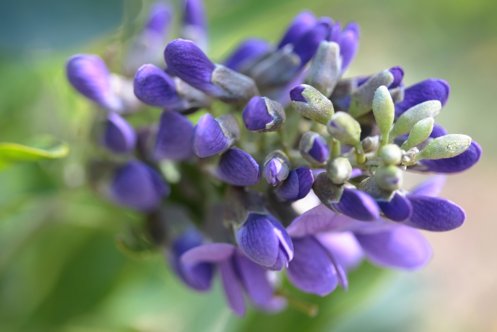 Texas Mountain Laurel Bloom by blueberry1222