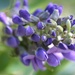 Texas Mountain Laurel Bloom by blueberry1222