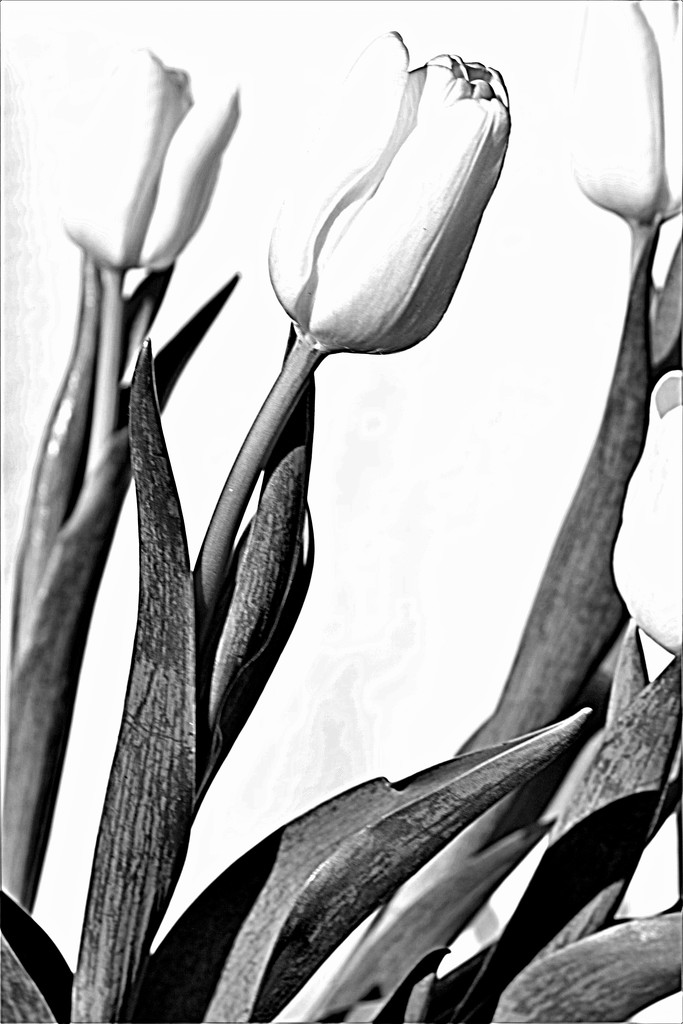 Tulip - High Key 2  b&;w by granagringa