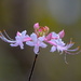 Wild azaleas, Dorchester County, South Carolina by congaree