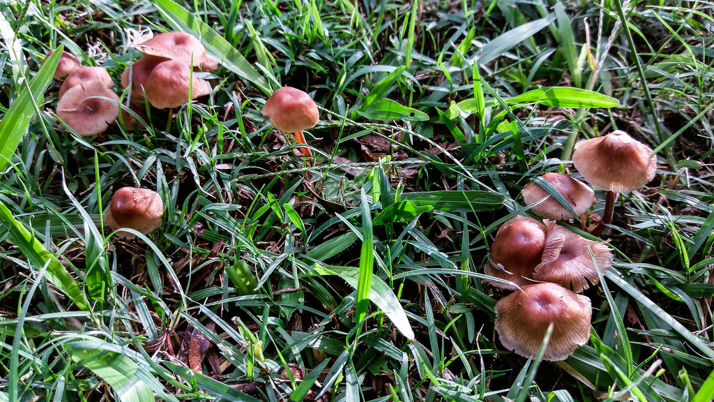 More fungi by jeneurell