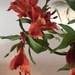 Orange Astromeria flowers by veengupta