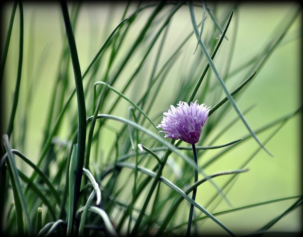 Chives by peggysirk