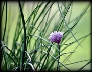 25th Mar 2017 - Chives
