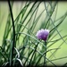 Chives by peggysirk