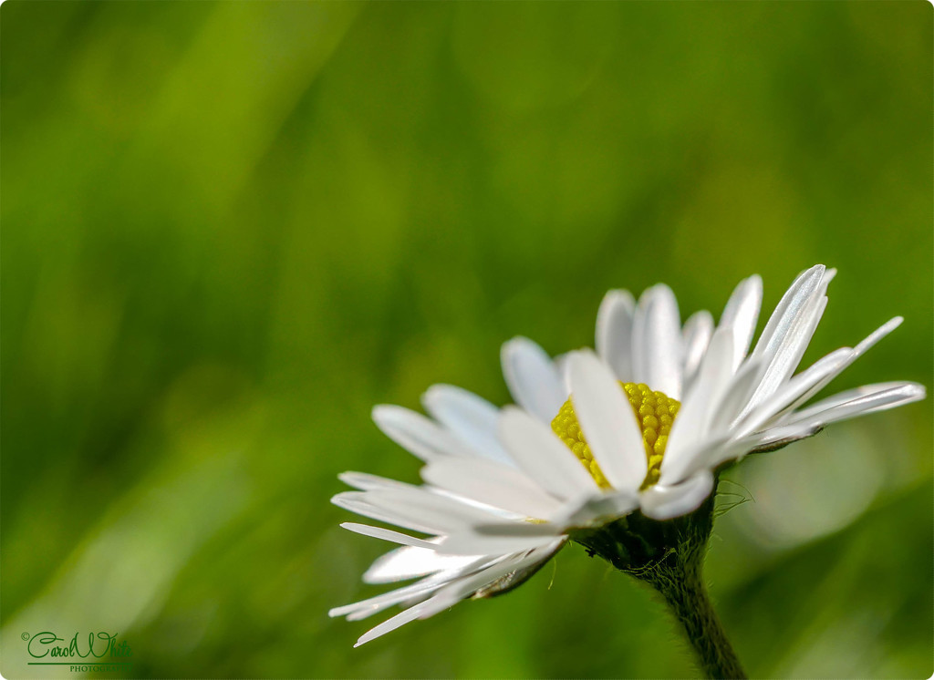 First Daisy Of Spring by carolmw