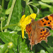 Comma Butterfly by philhendry