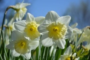22nd Mar 2017 - Daffodils
