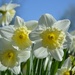 Daffodils by parisouailleurs