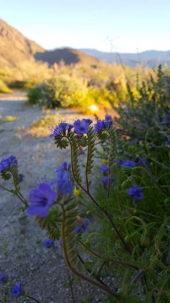 Purple Desert Flower by mariaostrowski