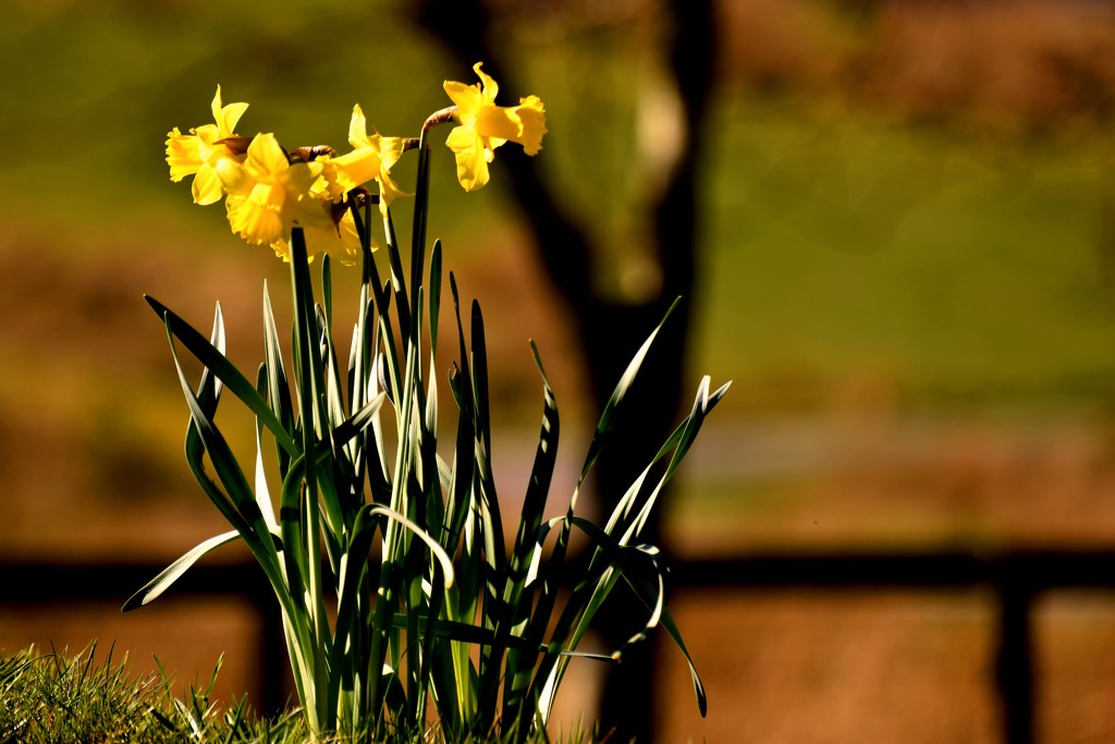 sunny daffodils by christophercox