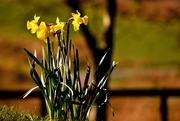 25th Mar 2017 - sunny daffodils