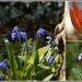 Spring flowers in my garden by rosiekind