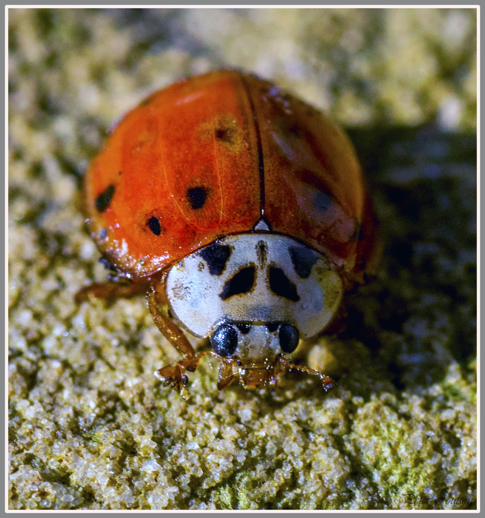 Ladybird by pcoulson