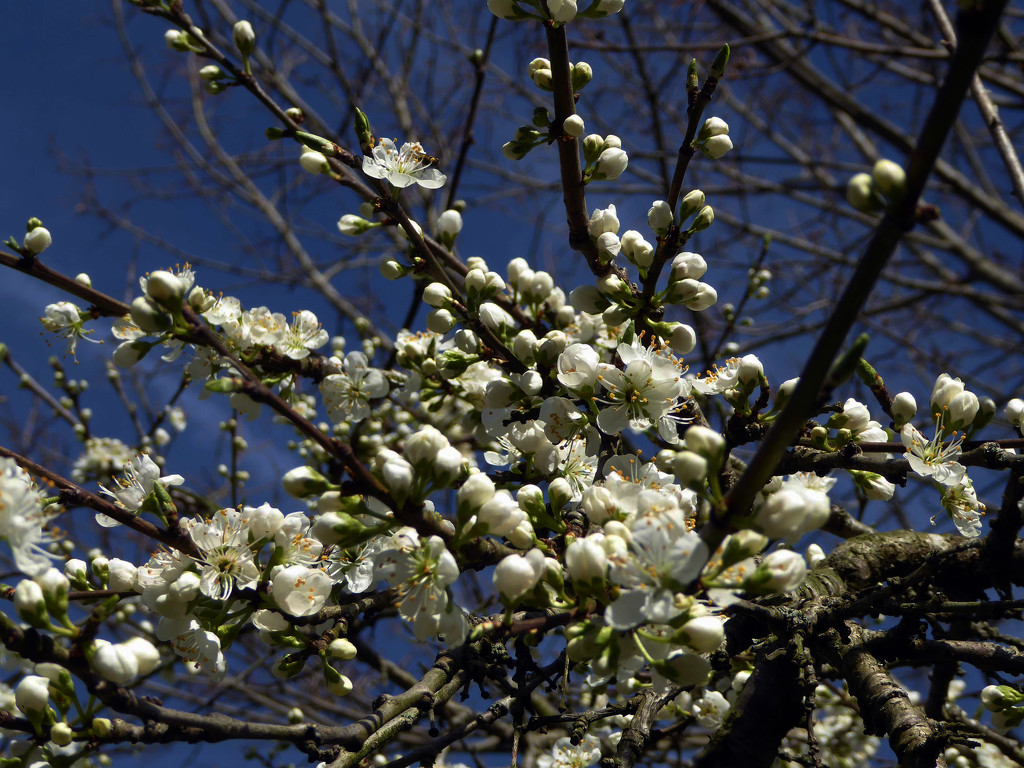 Tree Blossom by cmp