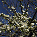 Tree Blossom by cmp