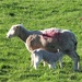 Lambs! by bigmxx