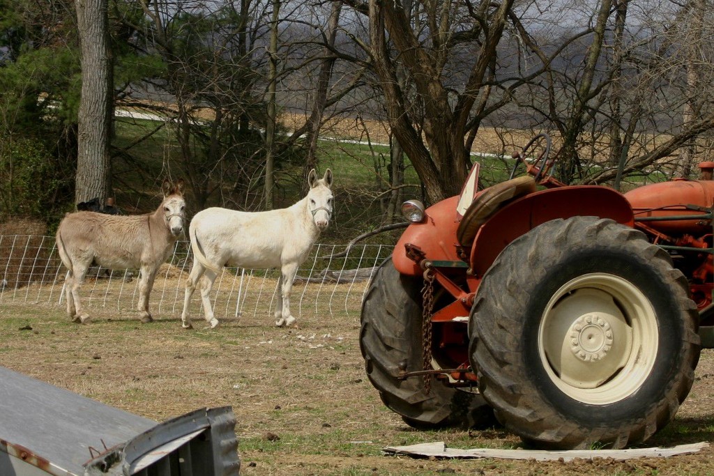 Your choice -- two mules or a tractor by tunia