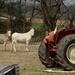 Your choice -- two mules or a tractor by tunia