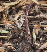 26th Mar 2017 - Common garden worm