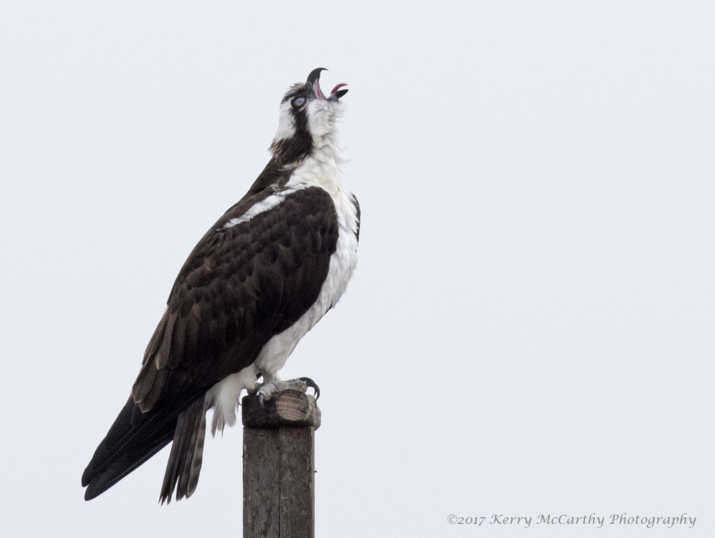 An osprey yawn by mccarth1