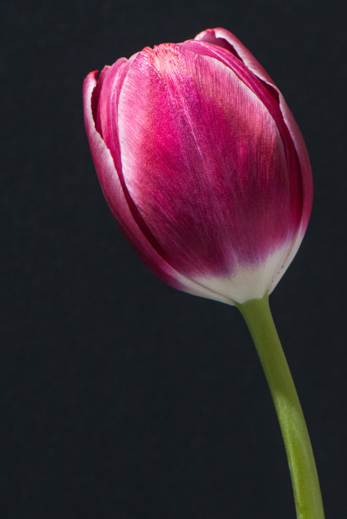 Red tulip by rumpelstiltskin