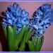Beautiful blue hyacinths for Mother's Day. by grace55