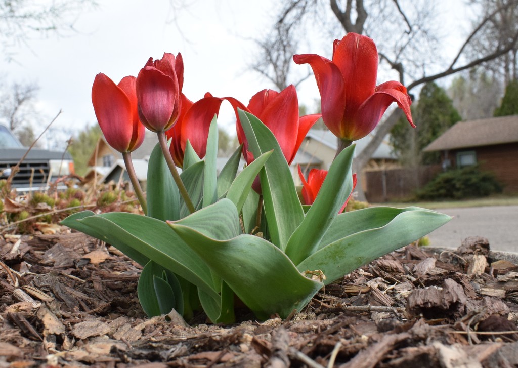 Eastside tulips by sandlily