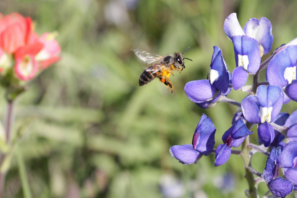 Bluebonnet Bee by gaylewood