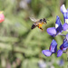 Bluebonnet Bee by gaylewood