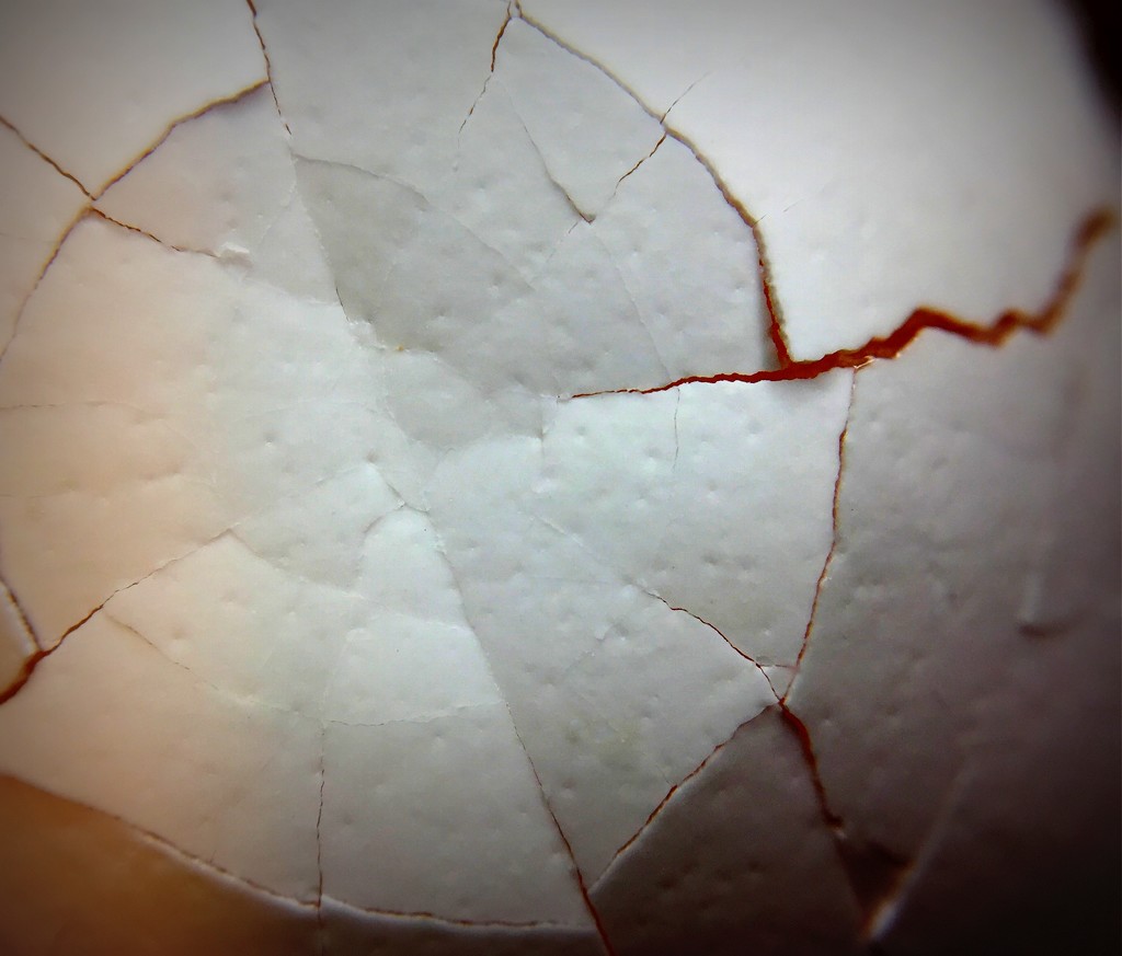Day 206:  Cracked Eggshell by sheilalorson